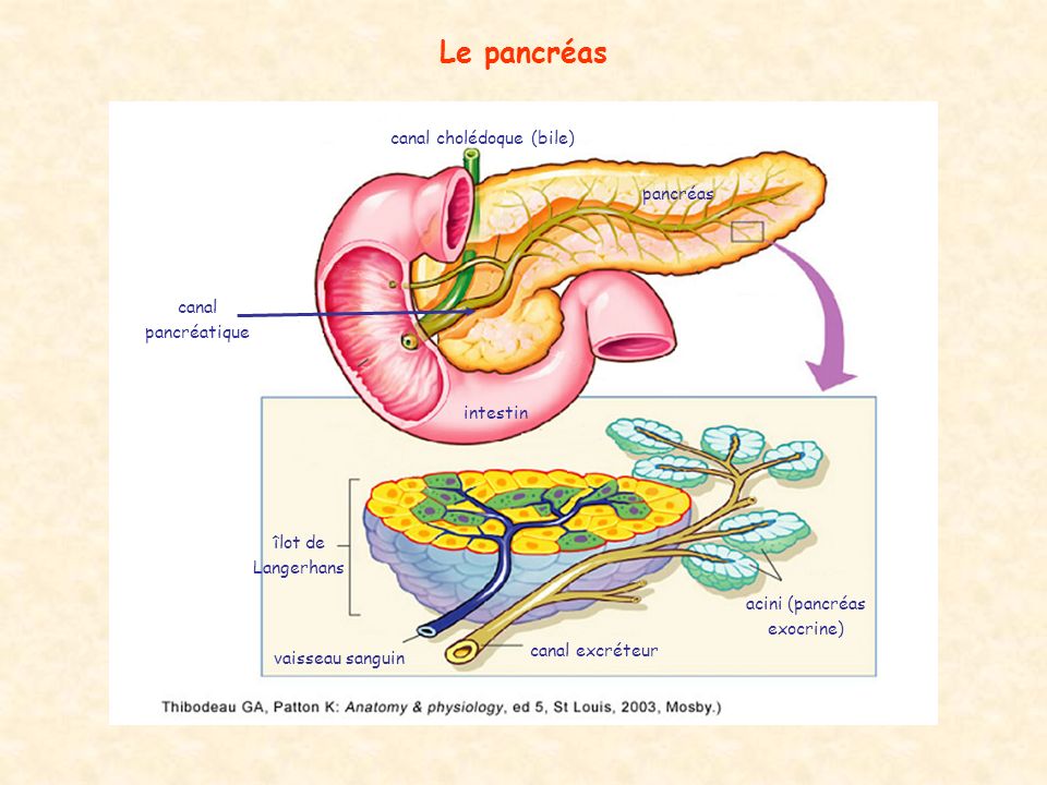 Mesure de la glycémie : glycémie post prandial