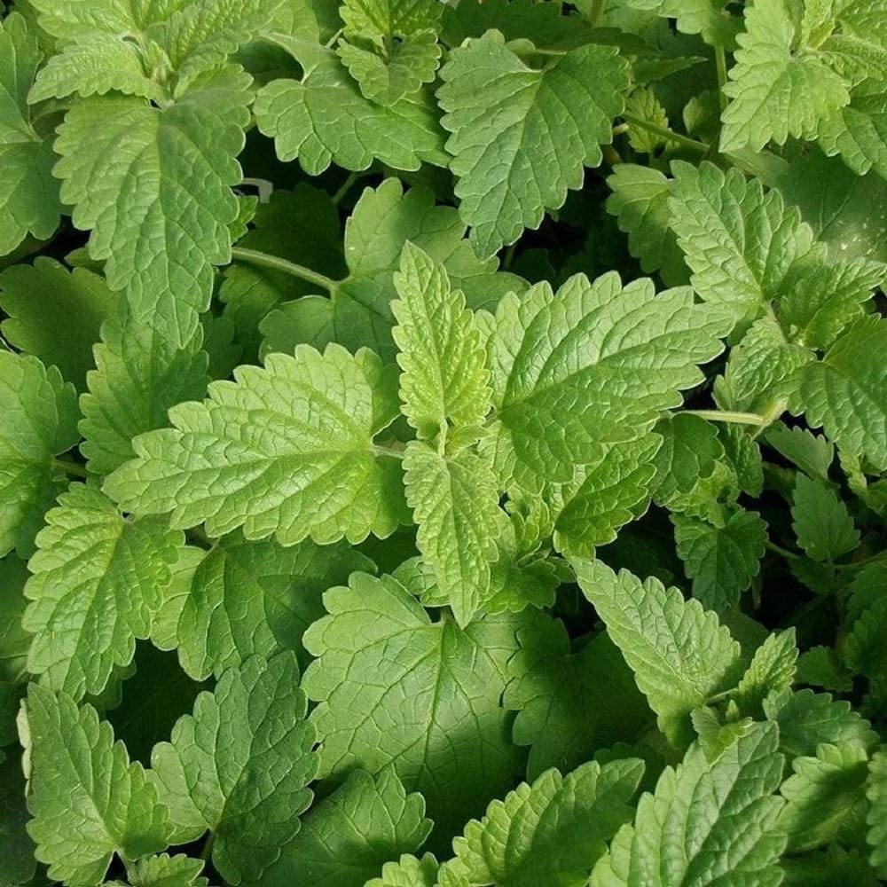 Catnip Herb Heirloom Seeds Non OGM, herbe à chat, pollinisation ouverte,  animaux domestiques -  France