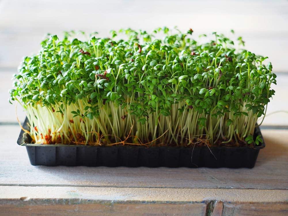 Cress Seed, Microgreen, Sprouting, Organic Seeds, Non GMO - Country Cr ...