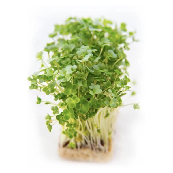 Garden Cress Seeds – Hudson Valley Seed Company