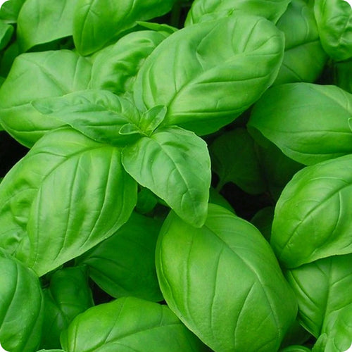 Basil Seeds Italian Large Leaf Heirloom NON GMO Seeds Great