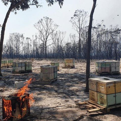 bee hives burnt in Australian bushfires