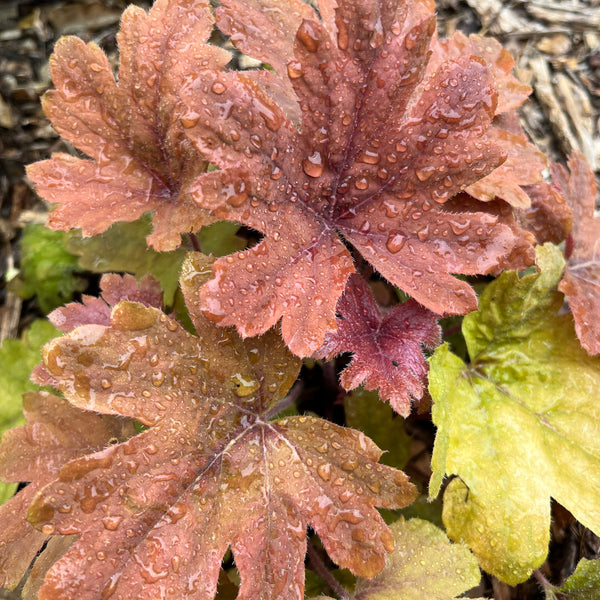 Puriri Lane @ Addenbrooke| Heuchera