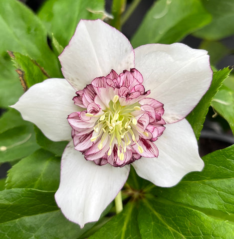 Puriri Lane | Hellebores