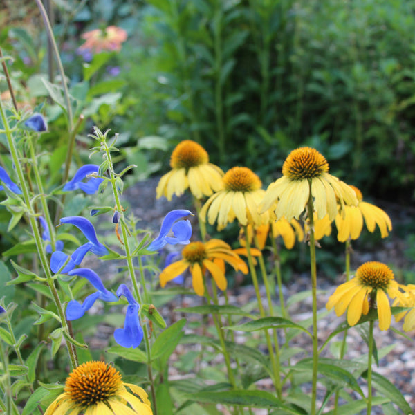 Puriri Lane | Autumn In The Garden