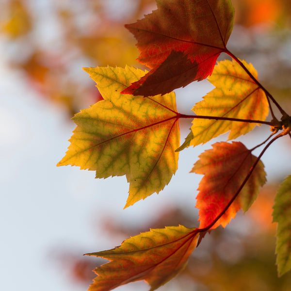 Puriri Lane | Autumn Leaves