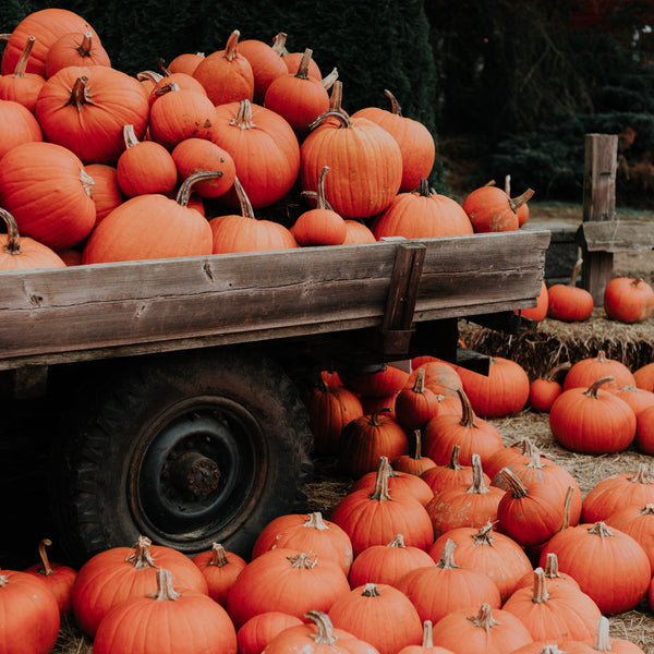 Puriri Lane @ Addenbrooke | Autumn Pumpkins