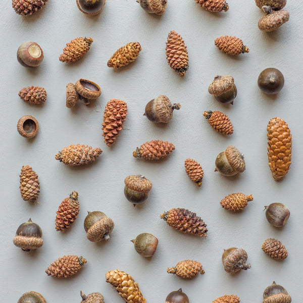 Puriri Lane @ Addenbrooke | Autumn Cones