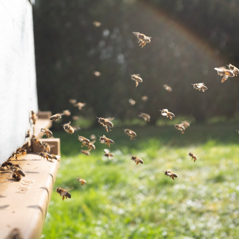 Puriri Lane | Marsh's Honey