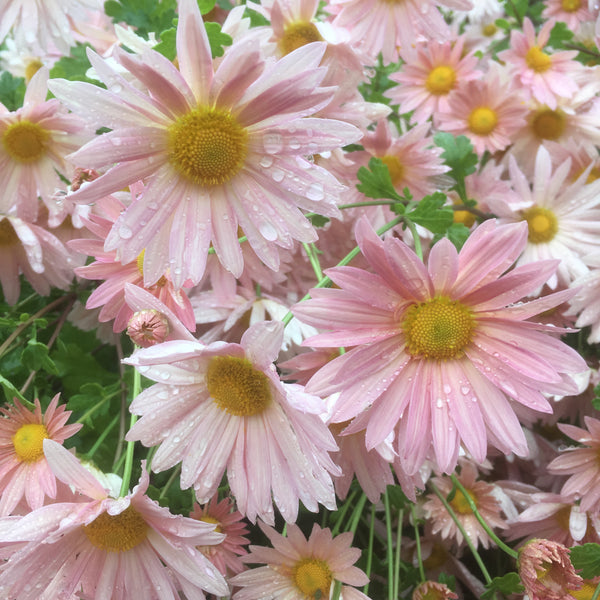 Puriri Lane Chrysanthemum | Bev's Pink