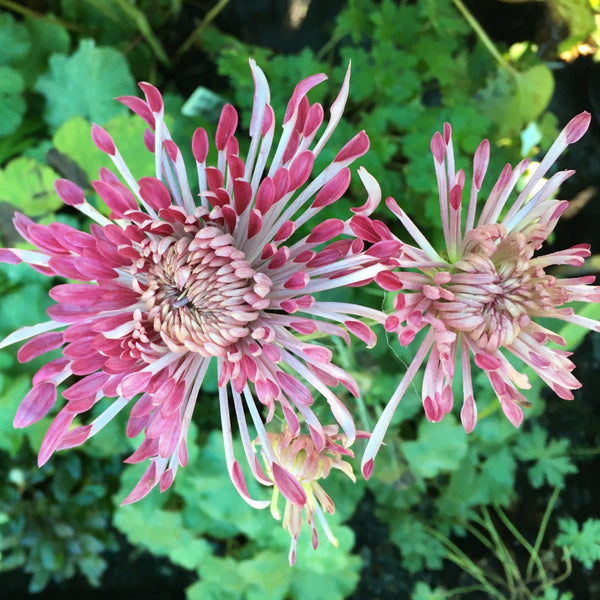 Puriri Lane | Chrysanthemum | Diana Stokes