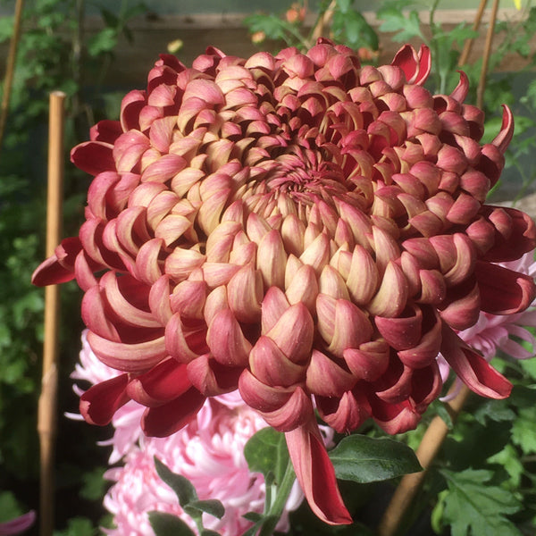 Chrysanthemum Pom Pom Linette