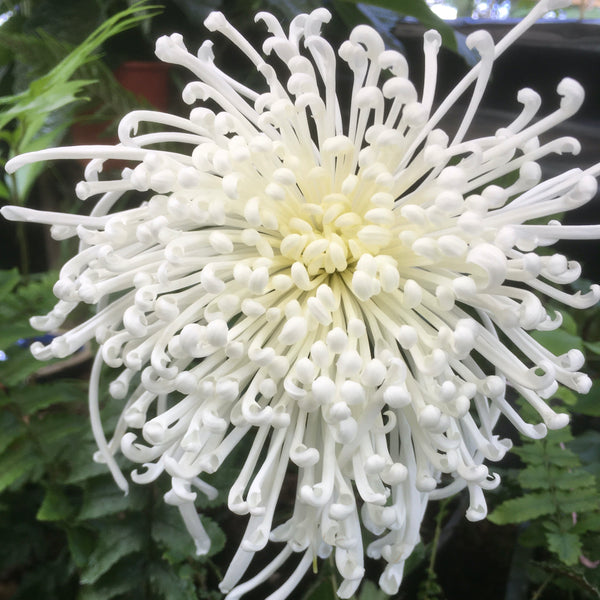 Puriri Lane | Chrysanthemum | Perfect Accent