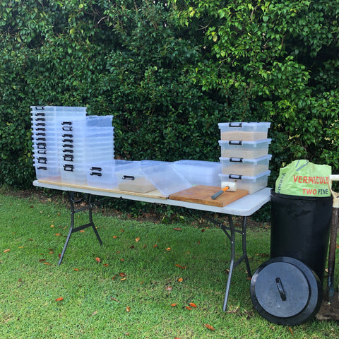 Puriri Lane | Dahlia harvesting time