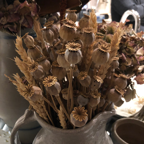 Puriri Lane @ Addenbrooke | Dried Poppy Heads