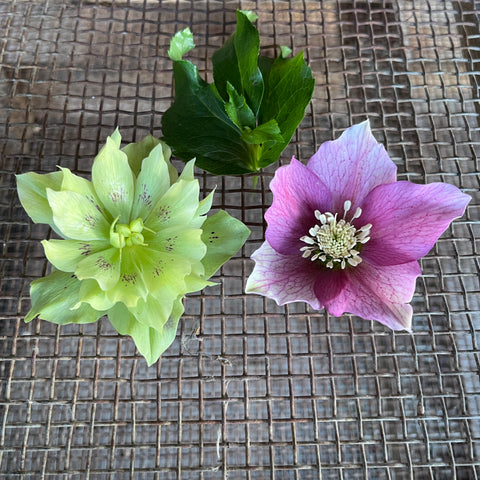 Puriri Lane | Hellebores