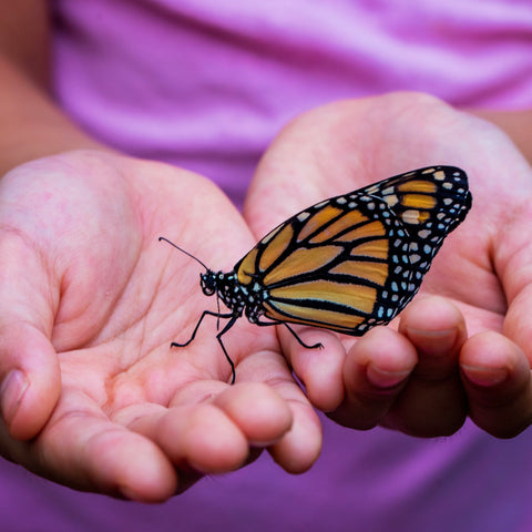Puriri Lane | Nature | Monarch Butterfly