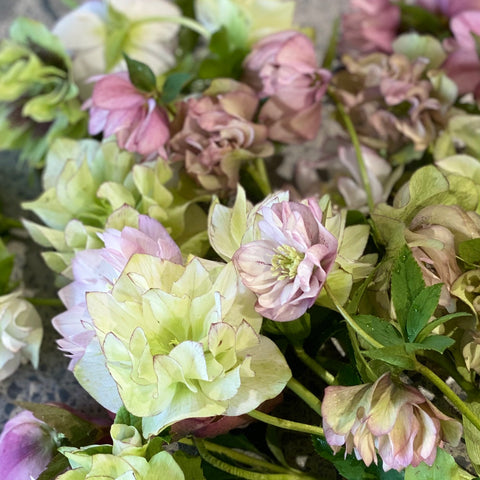 Puriri Lane | Hellebores