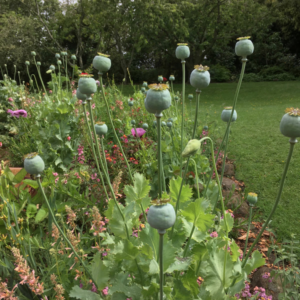 Papaver rhoeas | Pandora – Puriri Lane