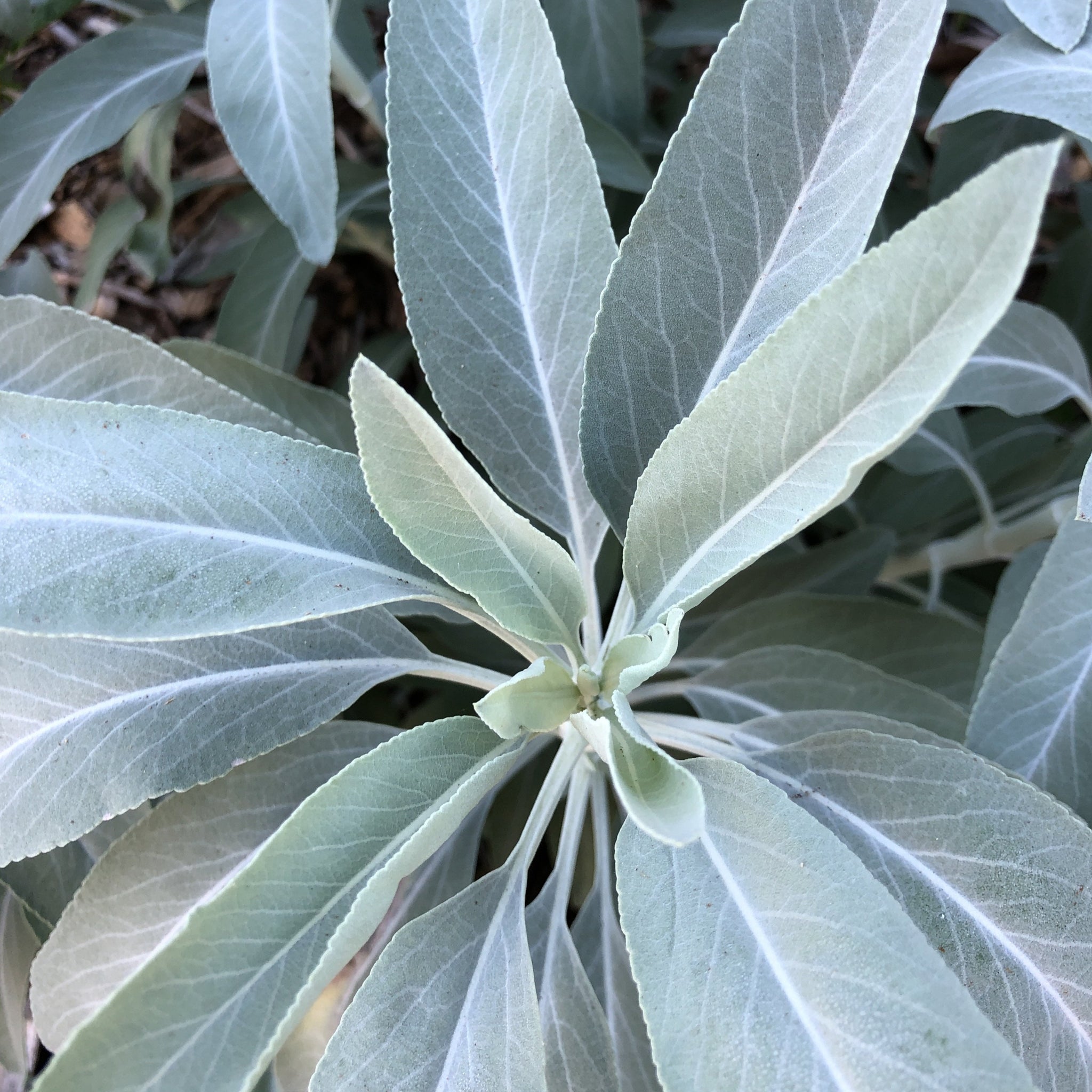 white sage