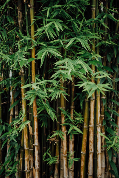 Bamboo bedding harmful chemicals