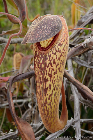 Nepenthes klosii in situ, photo taken by Chien Lee and used with permission