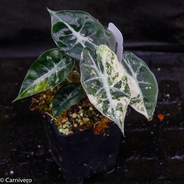 Alocasia – Carnivero