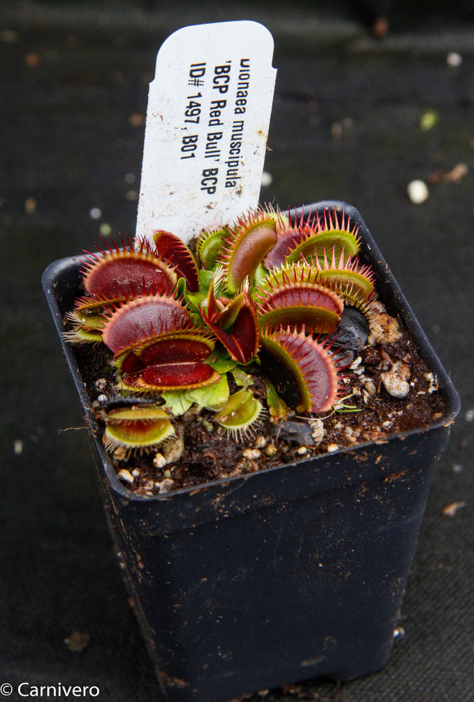 Bcp carnivorous plants Idea