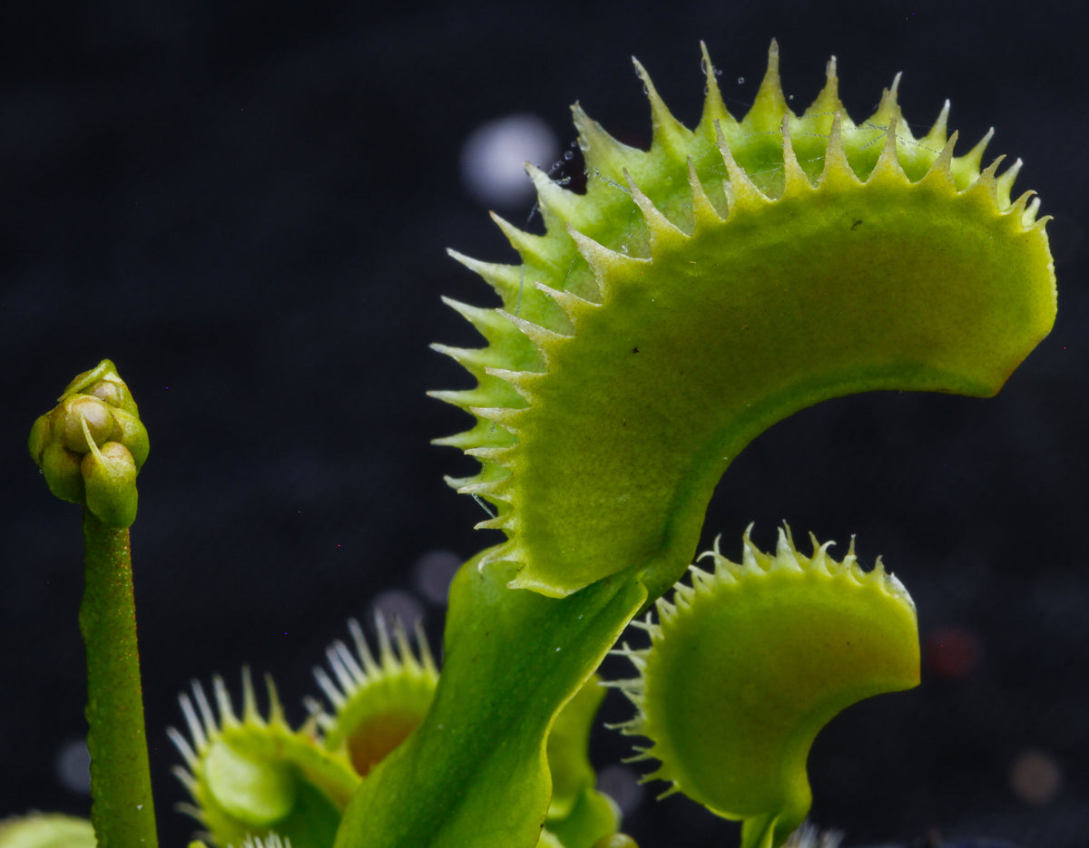  Dionaea muscipula  Tiger Fangs Carnivero