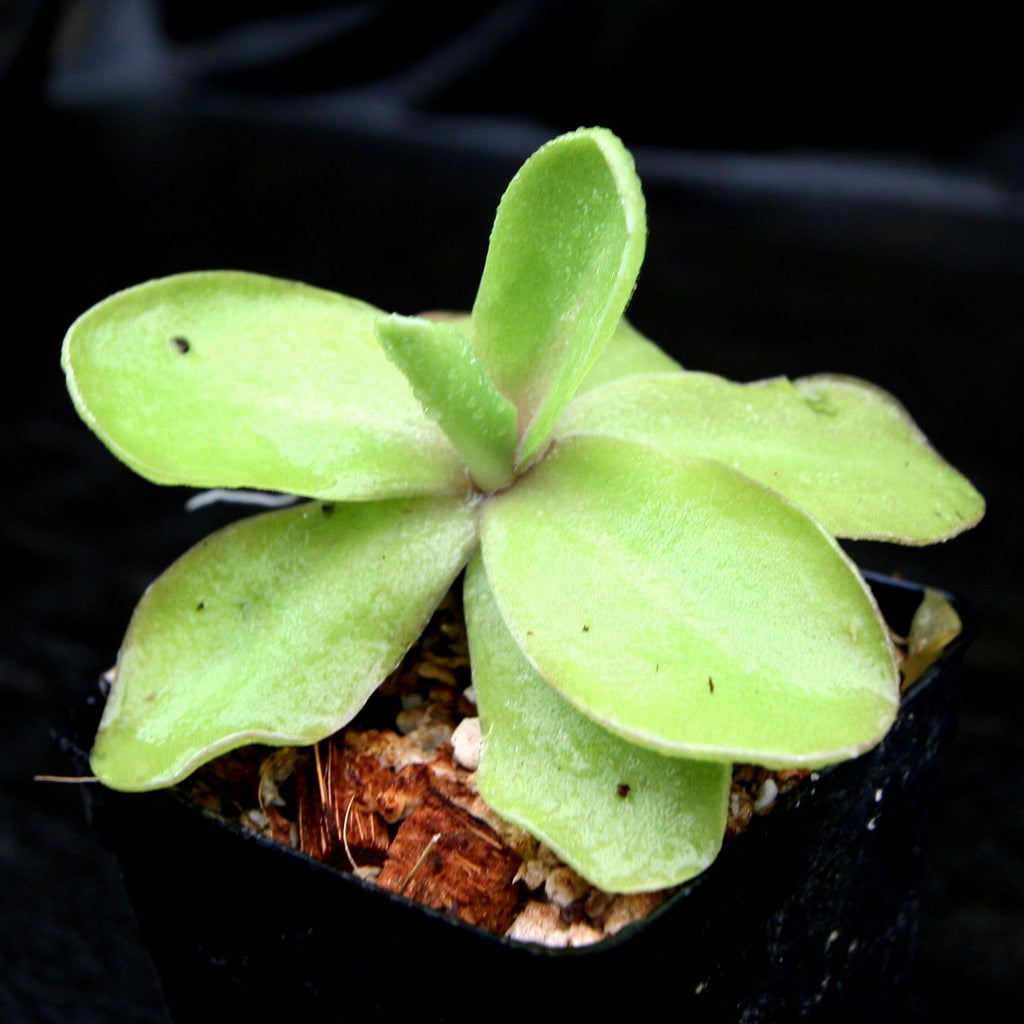 Pinguicula 'Razzberry Blonde' – Carnivero