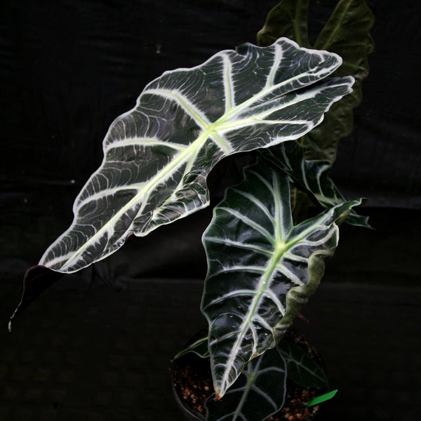 Alocasia – Carnivero