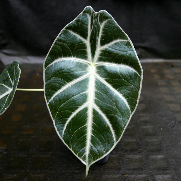 Alocasia – Carnivero