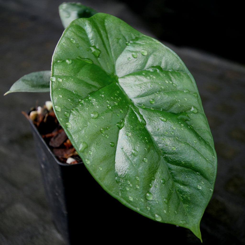 philodendron el choco red