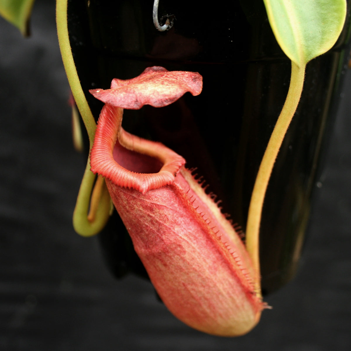 Nepenthes x trusmadiensis 食虫植物 好評 globalfrontisconsulting.com