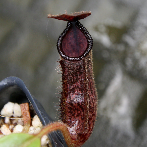 lepenthes dodsoni X domingensis ハイブリッド - 植物/観葉植物