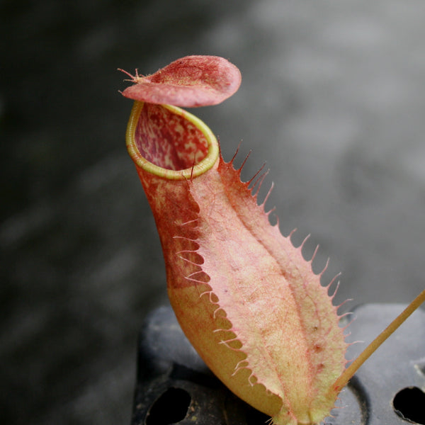 lepenthes dodsoni X domingensis ハイブリッド - 植物/観葉植物