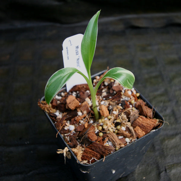 バナナ苗斑入りMusa Nono Banana Variegated 植物 | endageism.com