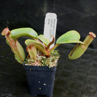 紺×赤 食虫植物N.truncata highland reddish leavesAW