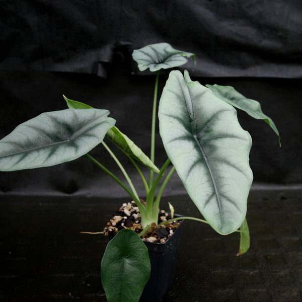 Alocasia – Carnivero