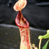 Nepenthes (veitchii x lowii) x platychila, BE-3920