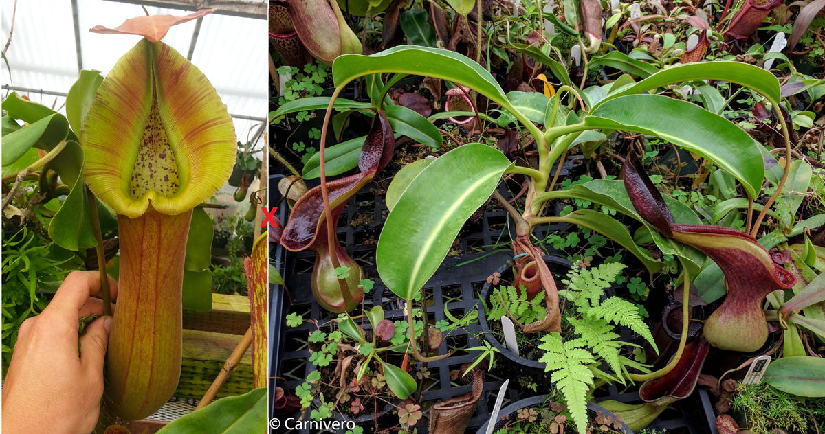 Ｎｅｐｅｎｔｈｅｓ ｔｒｕｎｃａｔａ ＳＢＧ ＢＥ－４００１ 観葉植物