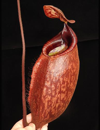 Nepenthes peltata, BE-4025 - Carnivero