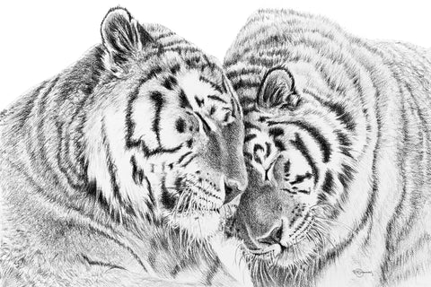 Black and White Tiger illustration