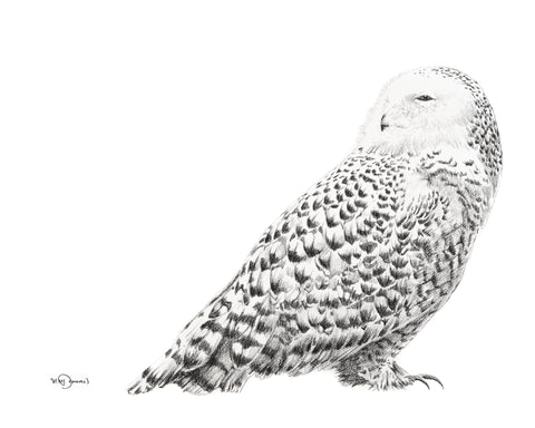 Snow owl black and white print