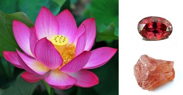 Color comparison of Padparadscha sapphire with the lotus flower