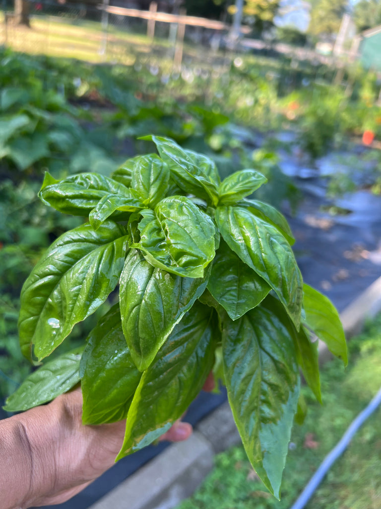 Basil 