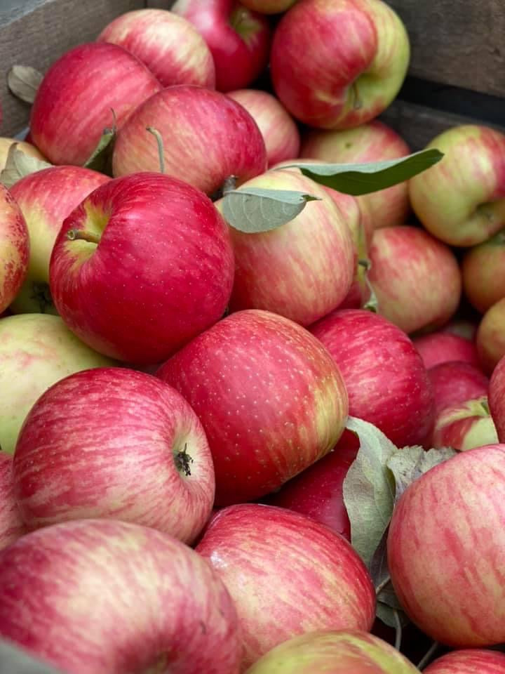Ohio apples