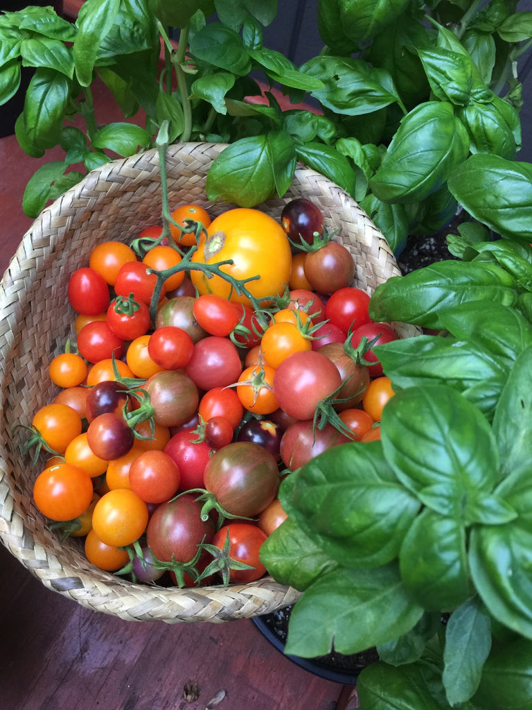 Cherry Tomatoes and Fresh Basil