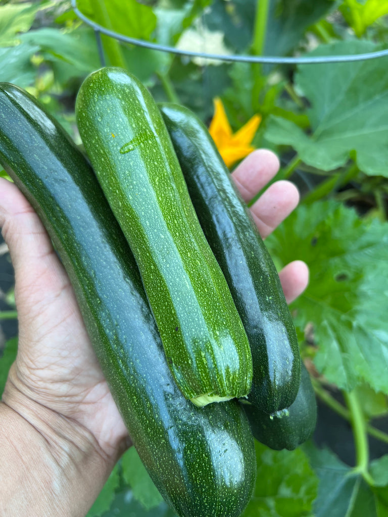 Vine ripened zucchini