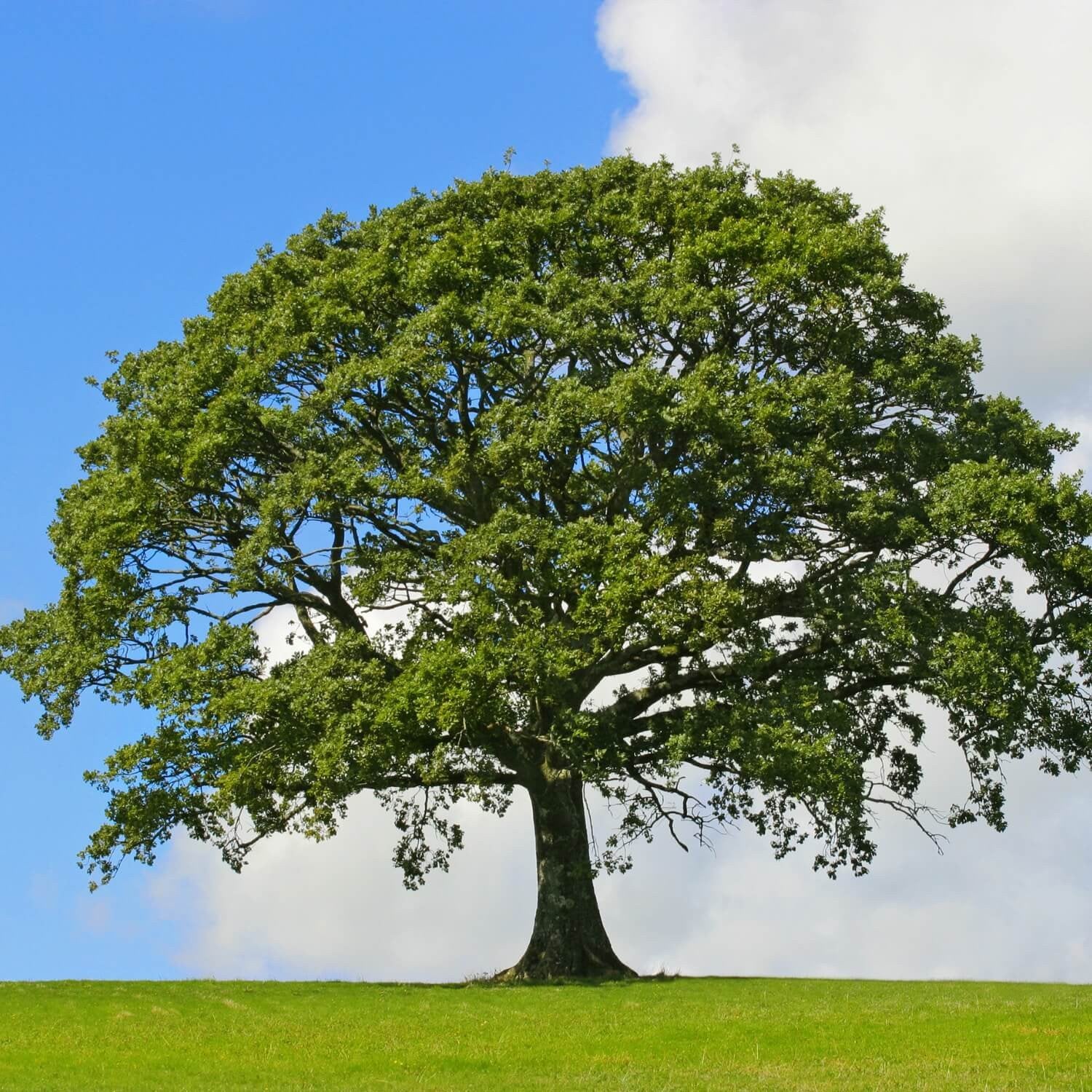 Дерево Tamanu Tree